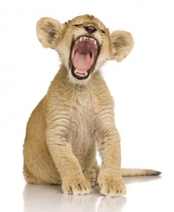 Young Lion